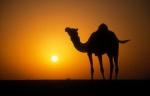 camel-in-the-desert